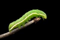 Amphipyra effusa
