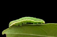 Amphipyra effusa