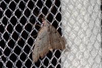 Nola thymula thymula
