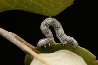 Crocallis elinguaria