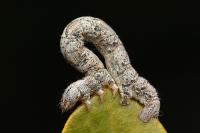 Crocallis elinguaria