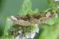 Xanthorhoe biriviata