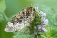 Xanthorhoe biriviata