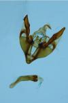 Polymixis dubia