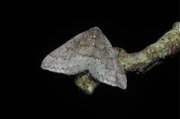Aleucis distinctata