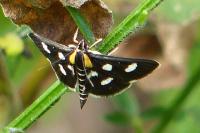 Anania funebris