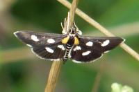 Anania funebris