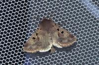 Orthosia gothica