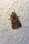 Orthosia gothica