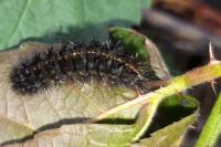 Spilosoma lubricipeda