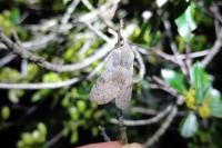 Perigrapha rorida