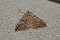Aplocera efformata/plagiata