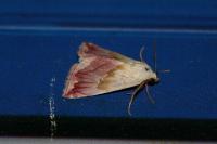 Eublemma purpurina