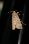 Hoplodrina ambigua