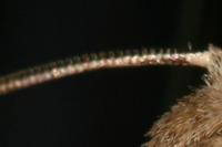 Hoplodrina ambigua