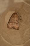 Hoplodrina octogenaria/blanda