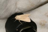 Mythimna pallens
