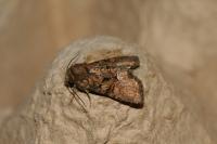 Oligia strigilis/versicolor