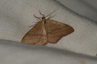 Rhodostrophia vibicaria