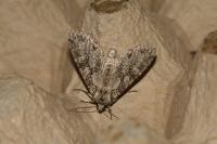 Polia nebulosa