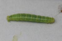 Operophtera brumata