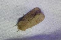 Orthosia cruda
