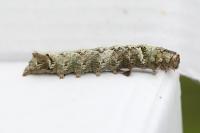 Allophyes oxyacanthae