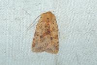Conistra rubiginea