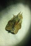 Stauropus fagi