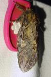 Peridea anceps