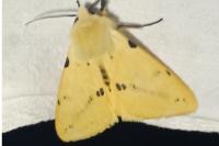 Spilarctia lutea