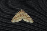 Trichopteryx polycommata