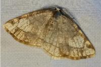 Stegania trimaculata