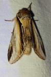 Pheosia tremula