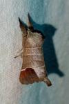 Clostera curtula