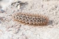 Cymbalophora pudica