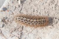 Cymbalophora pudica