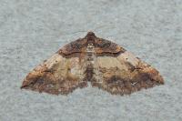 Earophila badiata