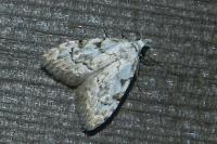 Nola confusalis