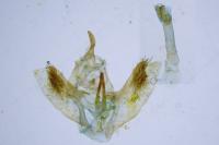 Ennomos quercinaria
