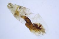 Scotopteryx luridata