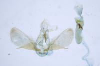 Scoparia ambigualis