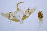 Abrostola asclepiadis