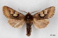 Perigrapha i-cinctum gepida