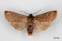 Eupsilia transversa