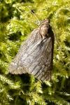 Alsophila aescularia