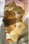 Selenia tetralunaria