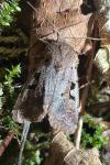 Orthosia gothica