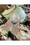 Orthosia incerta