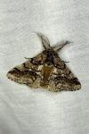 Lycia hirtaria